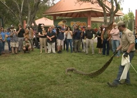 Florida Python Challenge | Is the Florida Python Challenge Unethical?