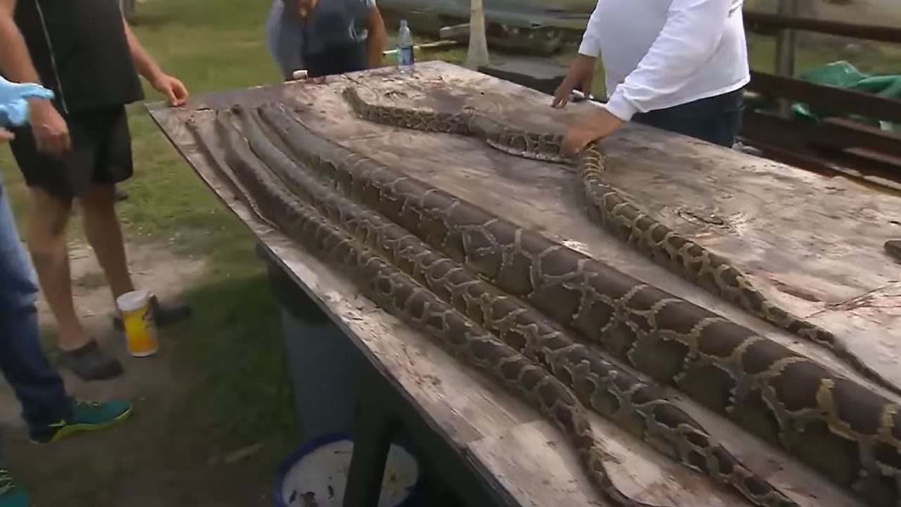 Florida Python Challenge | Is the Florida Python Challenge Unethical?